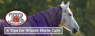 6 TIPS FOR WINTER! How to prepare your horse and hit spring in full stride.