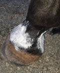 Zinc Putty