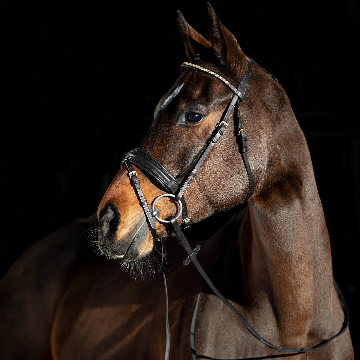 Crescendo Lester Bridle - Wanneroo Stockfeeders