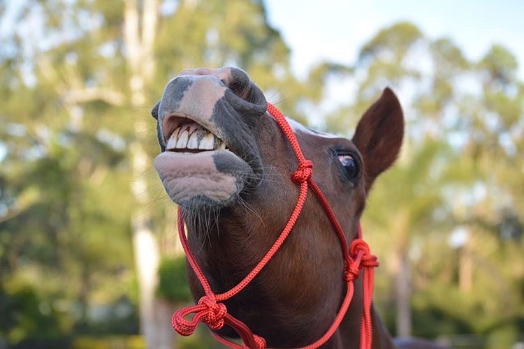 TES Rope Halter - Wanneroo Stockfeeders