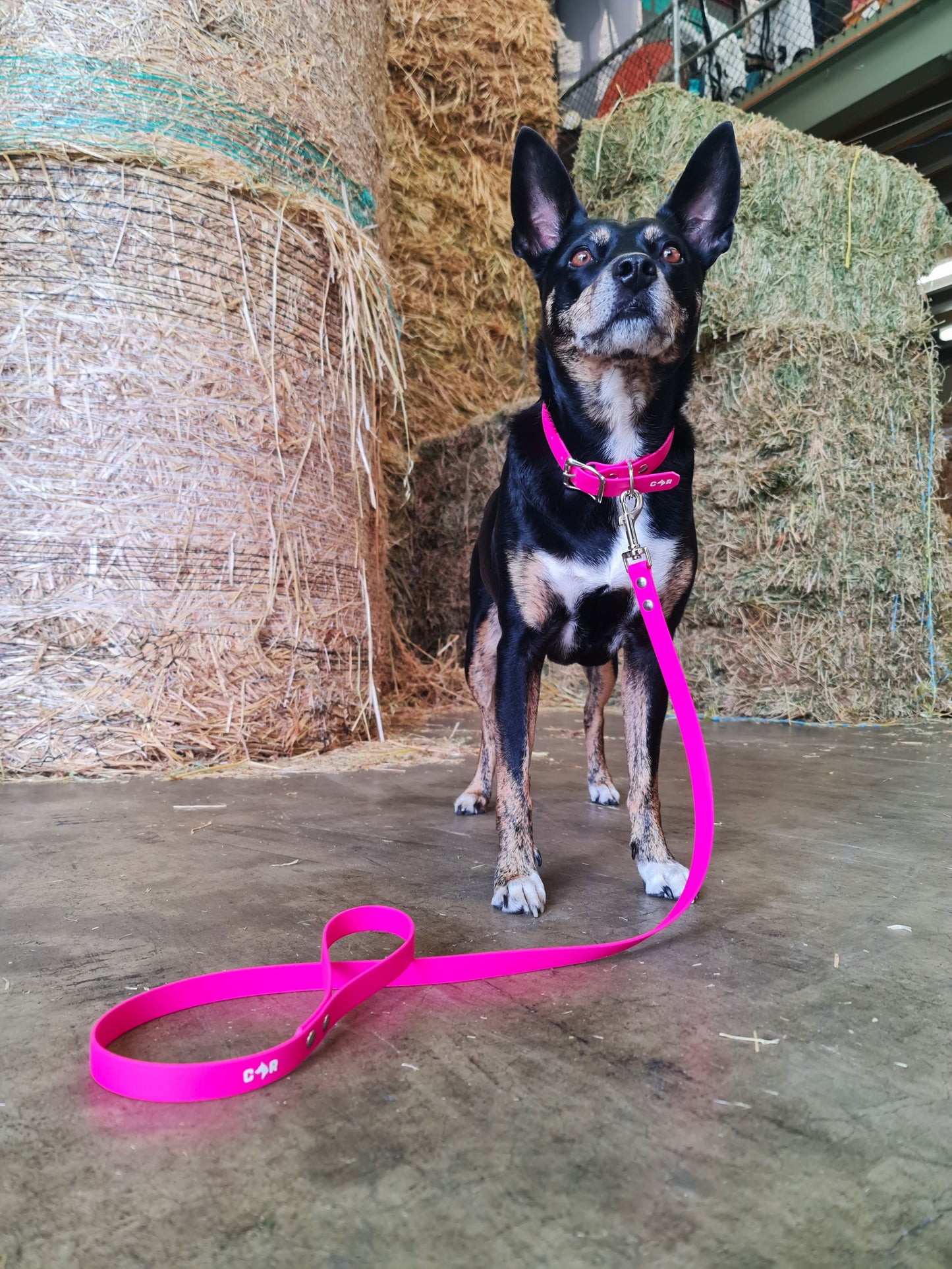 Dog Lead - Wanneroo Stockfeeders