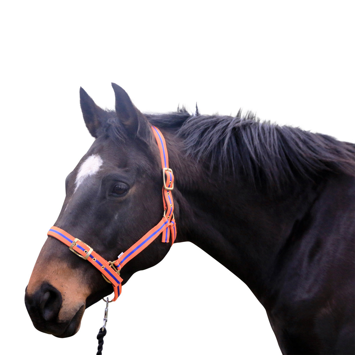 Victoria Warmblood Halter - Wanneroo Stockfeeders