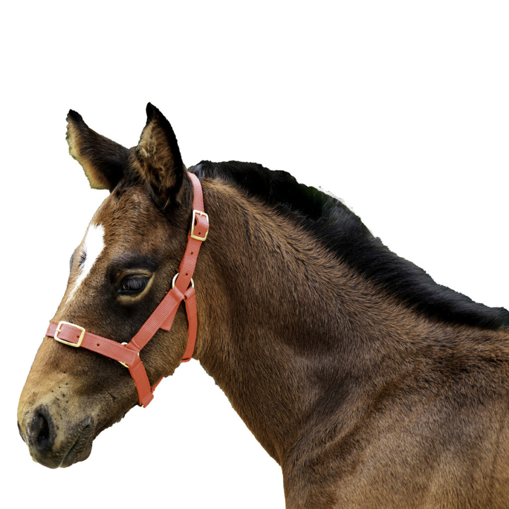 Foal Halter Nylon - Wanneroo Stockfeeders