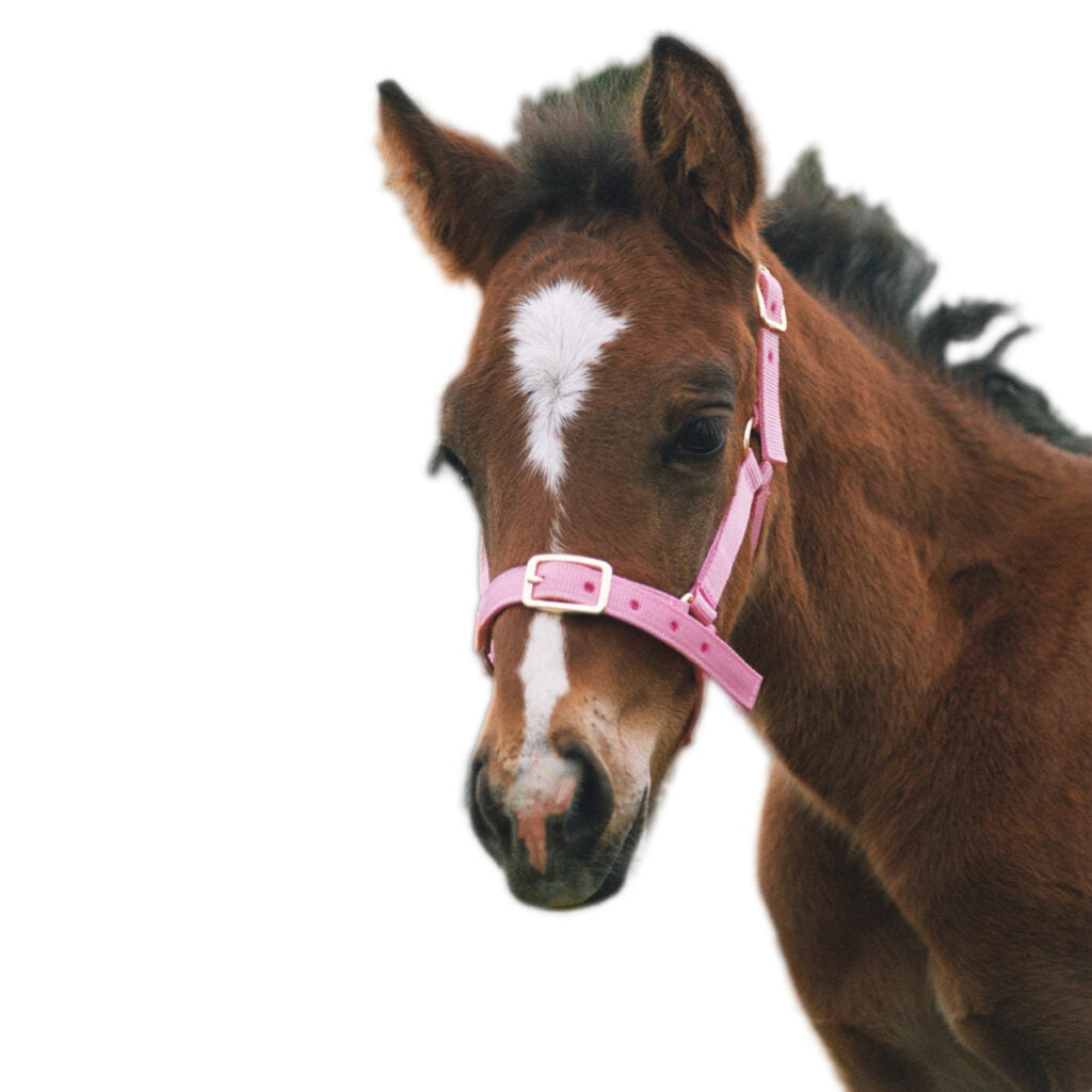 Foal Halter Nylon - Wanneroo Stockfeeders