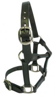 Leather Foal Halter - Wanneroo Stockfeeders