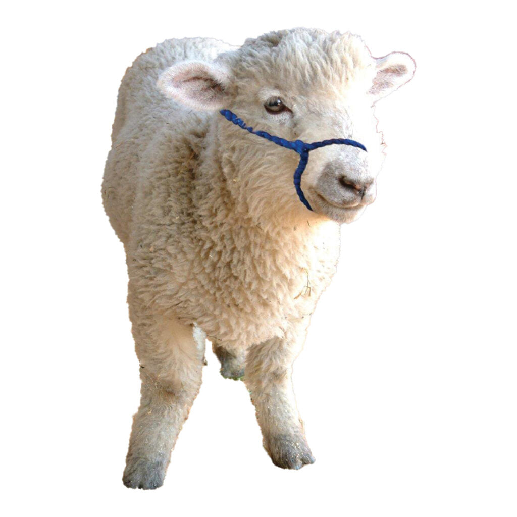 Alpaca Sheep Mini Halter - Wanneroo Stockfeeders