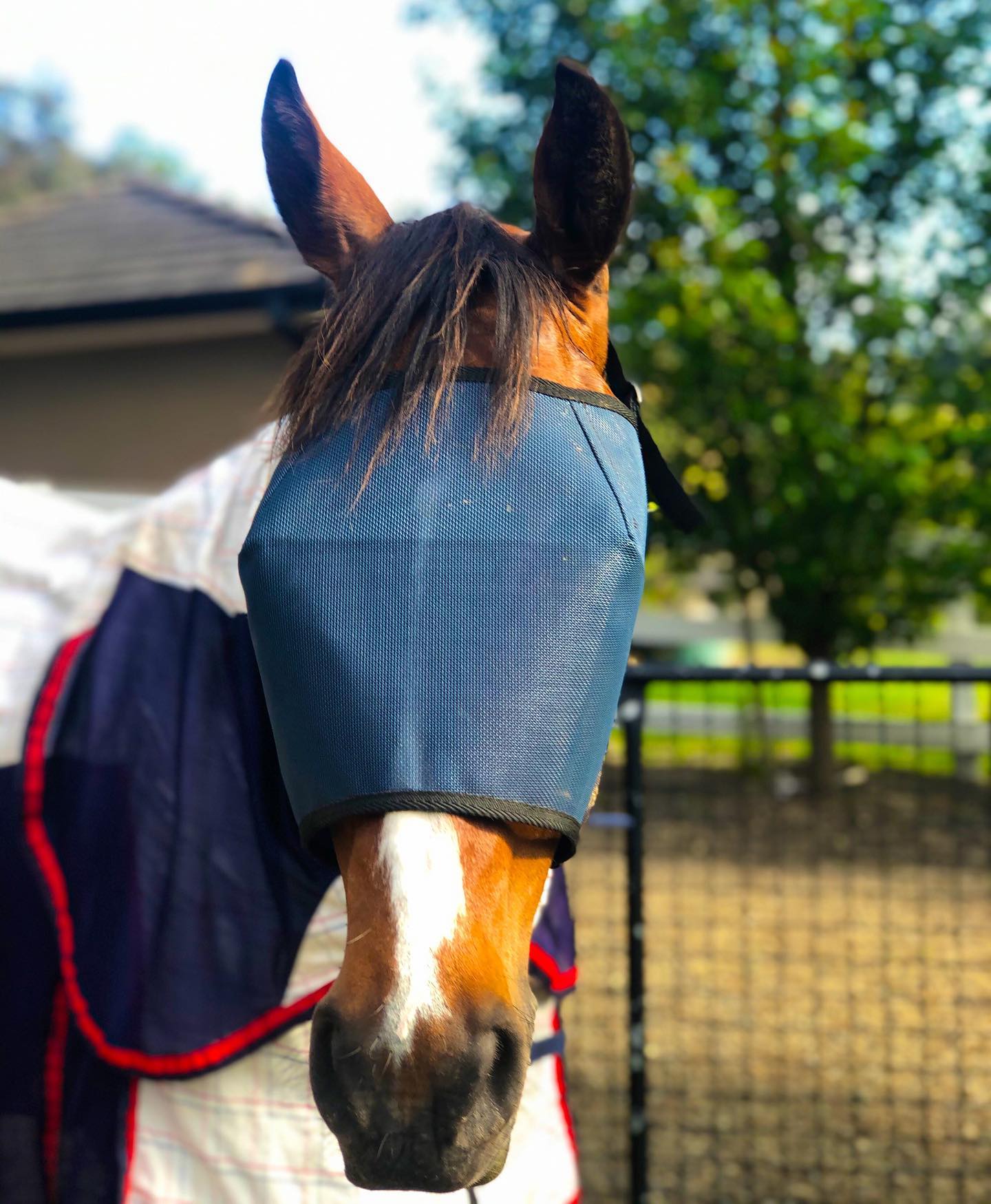 Fly Veil Mask - Wanneroo Stockfeeders