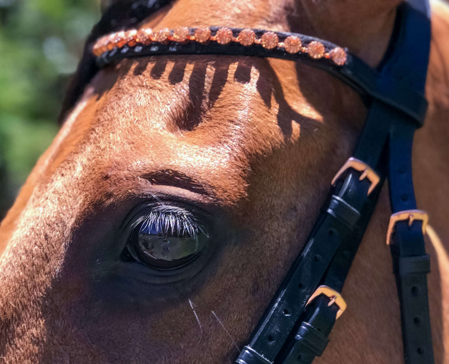 Blush Rose Gold Bridle - Wanneroo Stockfeeders