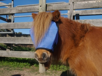 Fly Veil Mask - Wanneroo Stockfeeders