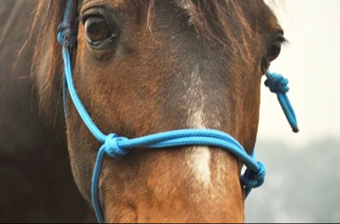 TES Rope Halter - Wanneroo Stockfeeders
