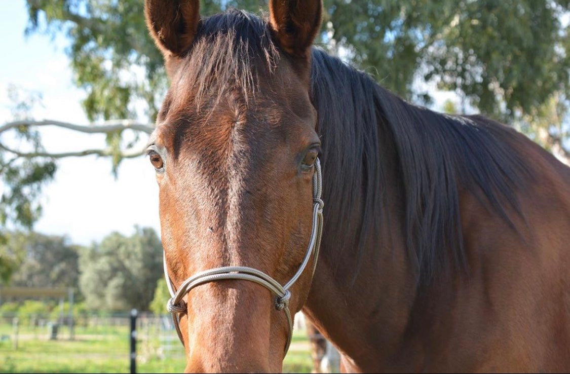 TES Rope Halter - Wanneroo Stockfeeders