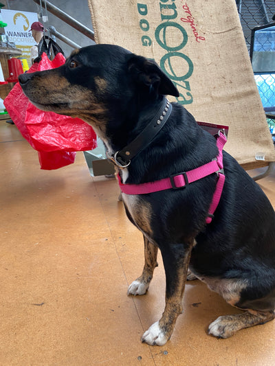 Pink Dog Harness - Wanneroo Stockfeeders
