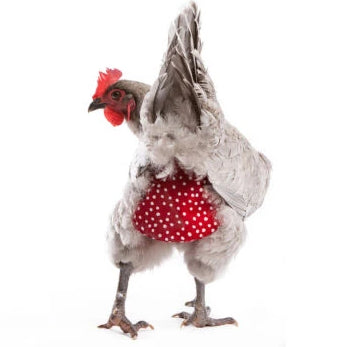 Nappy for Chicken - Wanneroo Stockfeeders