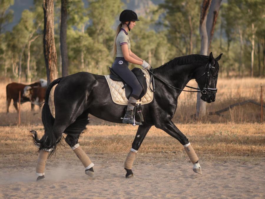 Dressage Saddle Pad - Wanneroo Stockfeeders