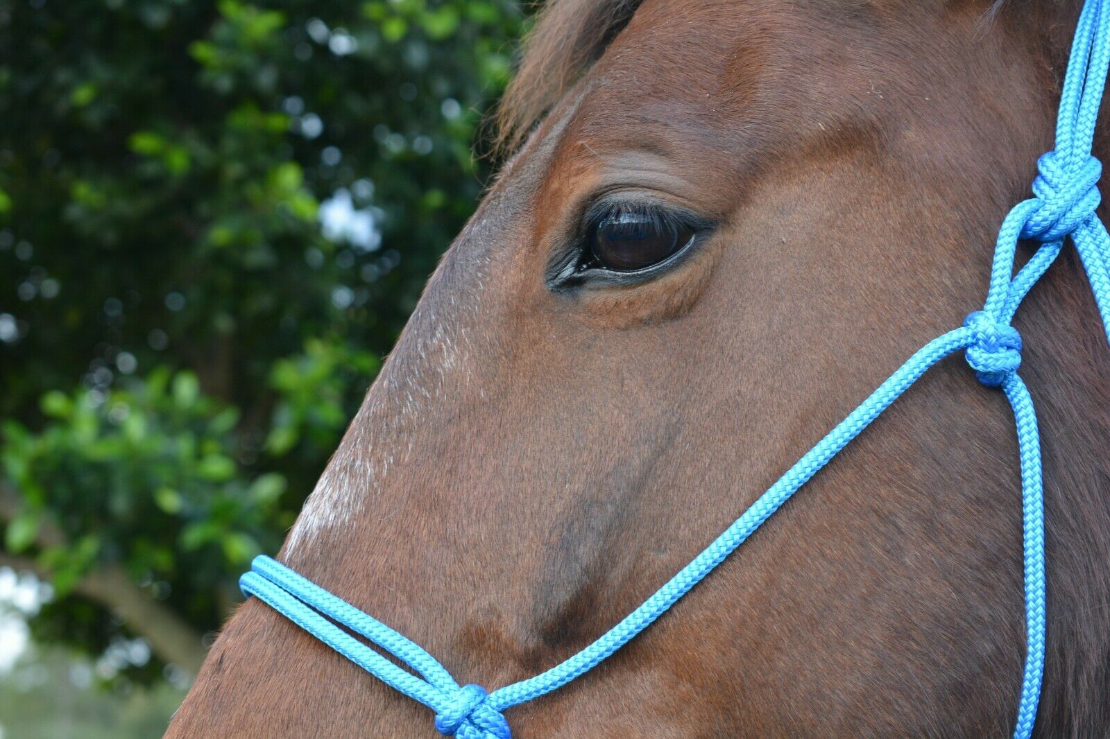 TES Rope Halter - Wanneroo Stockfeeders