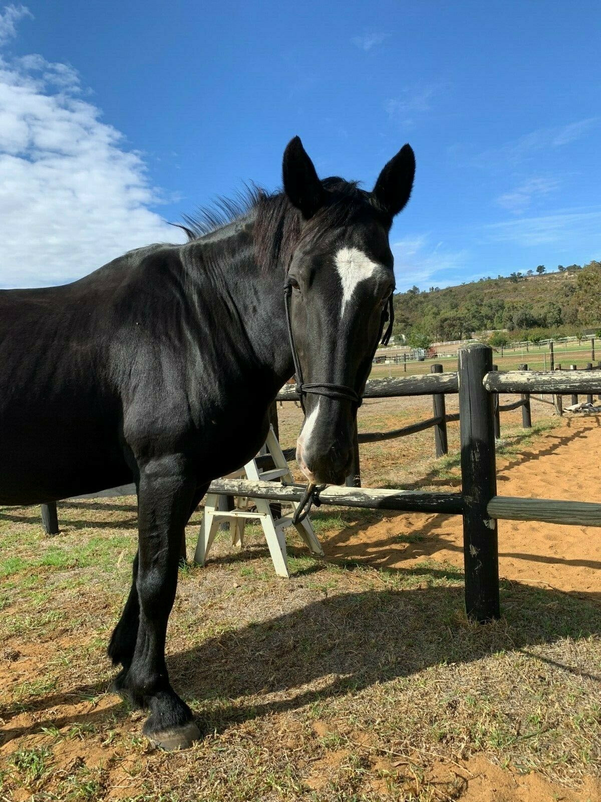 TES Rope Halter - Wanneroo Stockfeeders