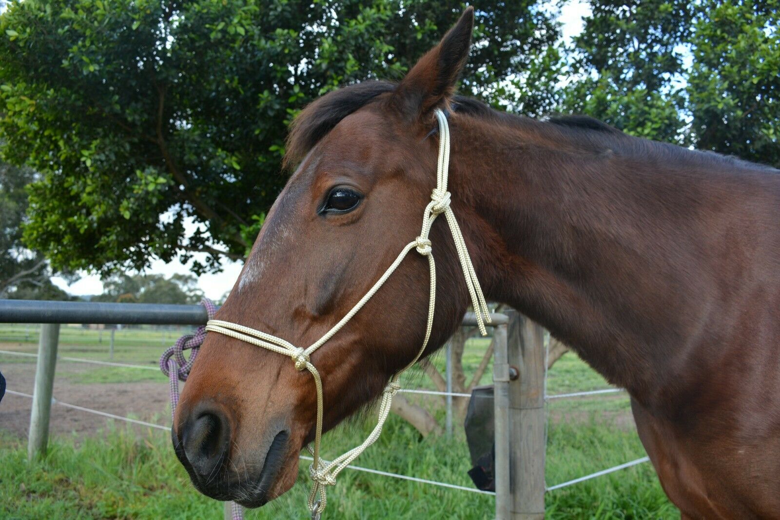 TES Rope Halter - Wanneroo Stockfeeders