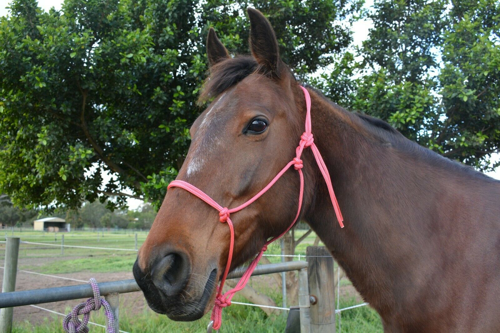 TES Rope Halter - Wanneroo Stockfeeders
