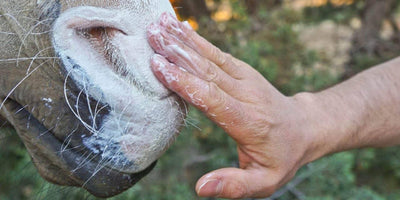 Equine Super Goo Natural Sunblock - Wanneroo Stockfeeders