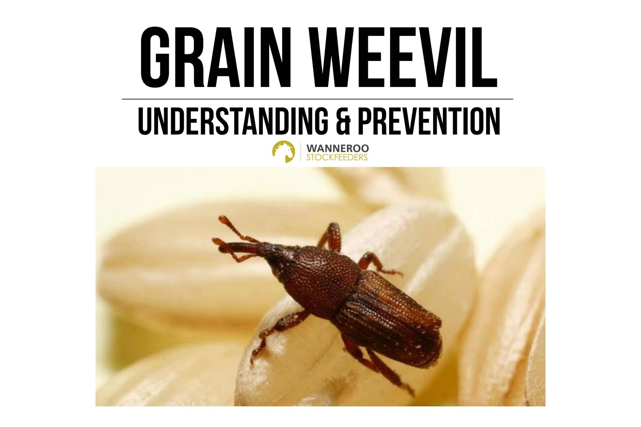 Grain Weevils in Horse Feed