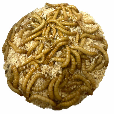 Live Meal Worms