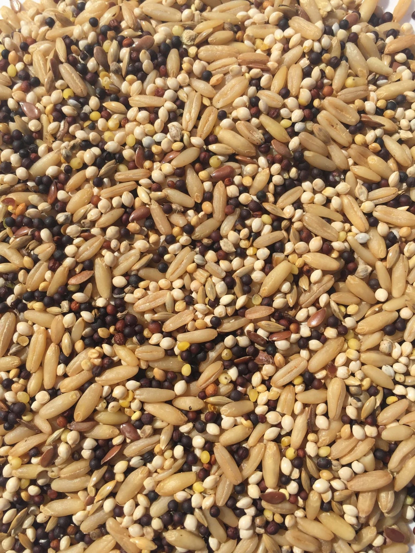 Canary Mix
