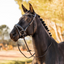 Lockhart Anatomic Bridle