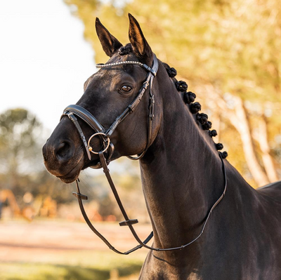 Lockhart Anatomic Bridle