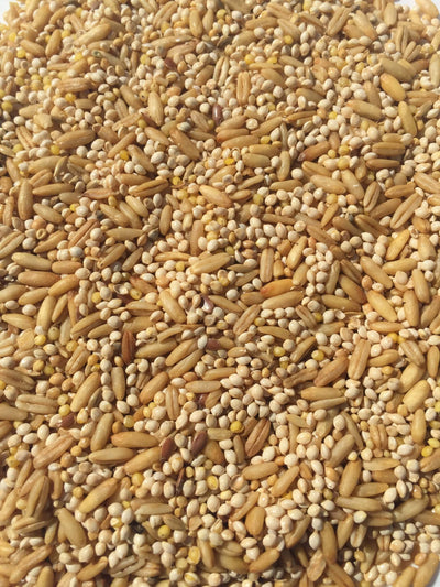 Budgie Mix