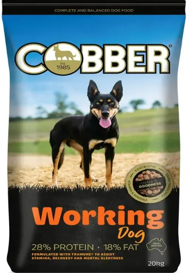Cobber Working Dog