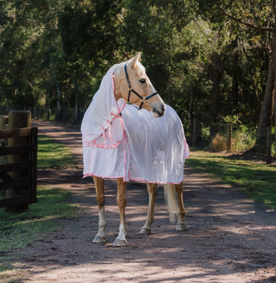 Dakota Fly Mesh Combo