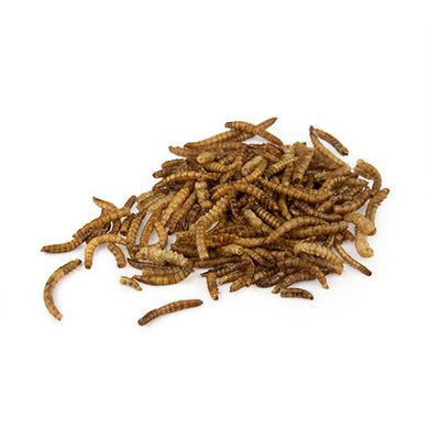 Dried Meal Worms