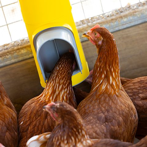 Chook Tower Feeder