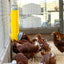 Chook Tower Feeder