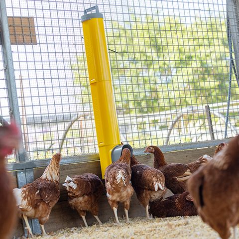 Chook Tower Feeder