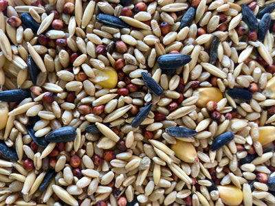 Large Parrot Mix