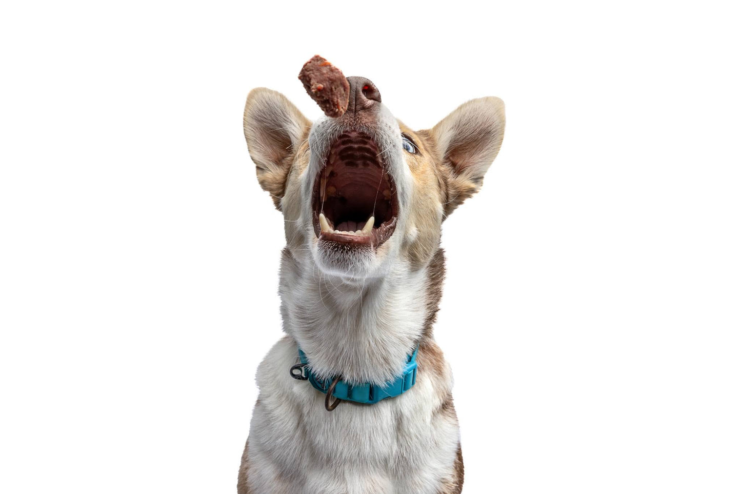 Kangaroo, Offal & Veg Dog Roll