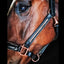 Rose Gold Halter - Wanneroo Stockfeeders