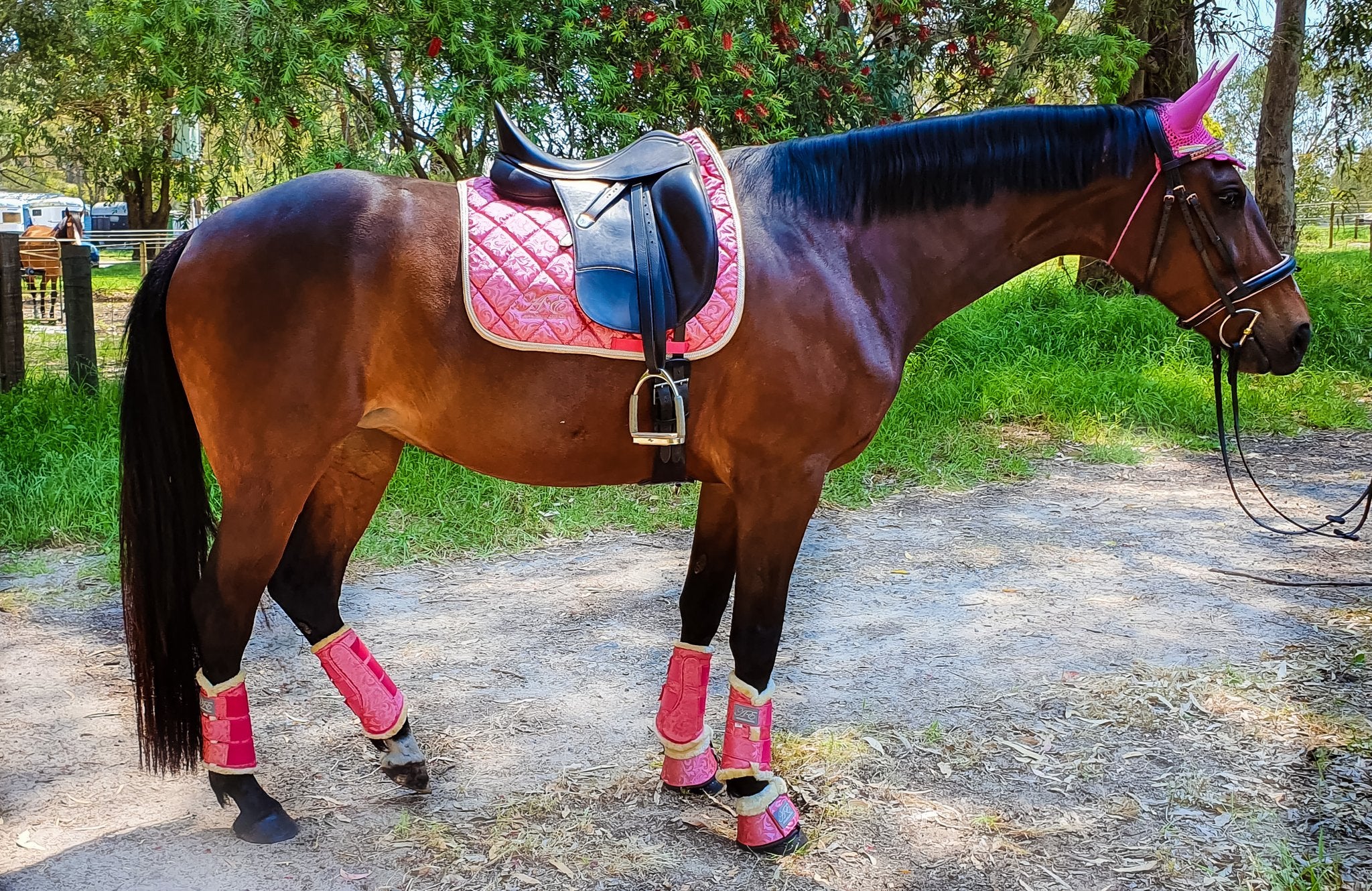 Horse sales exercise boots