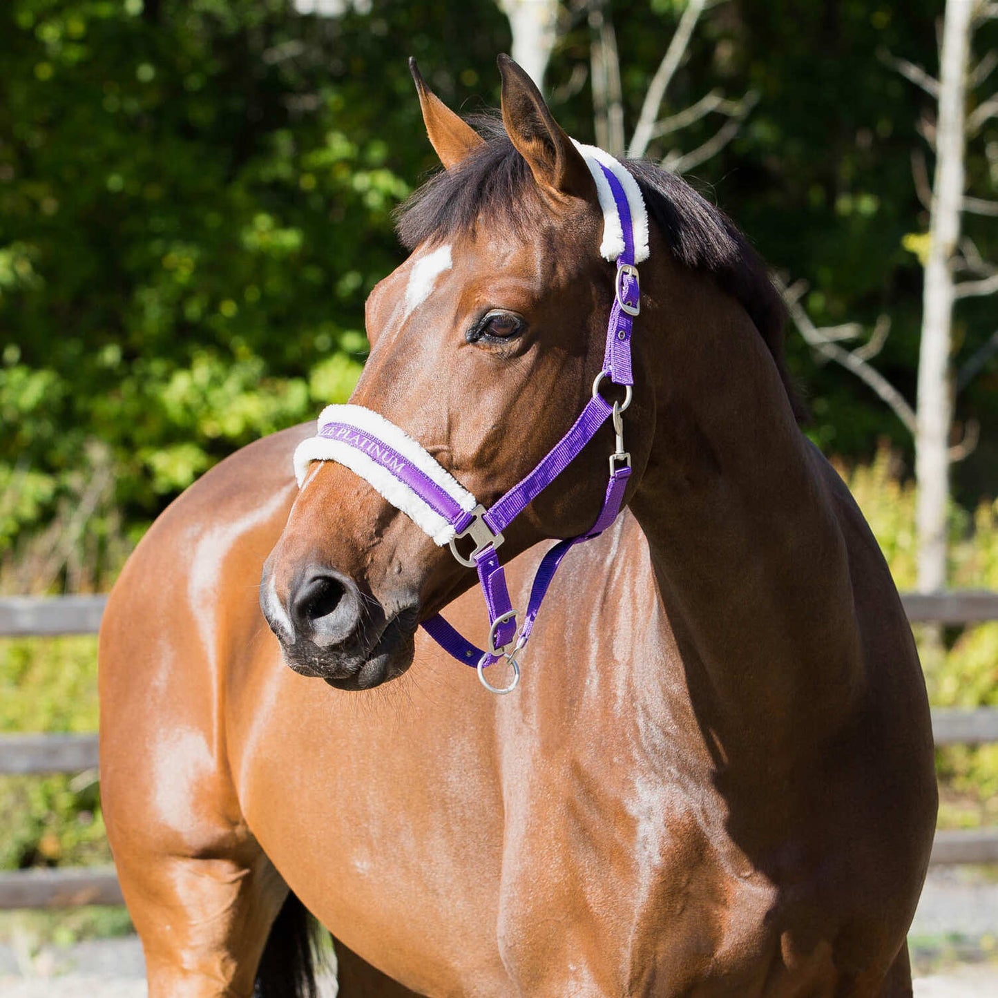 Howard Fleece Lined Halter - Wanneroo Stockfeeders