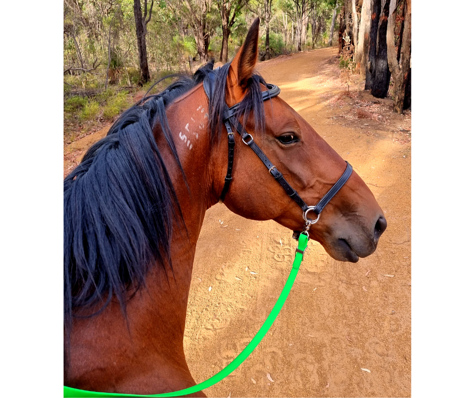 Reins Biothane - Wanneroo Stock Feeders