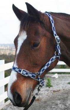 Checkered Halter - Wanneroo Stockfeeders