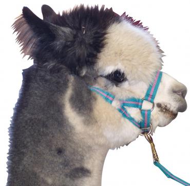 Alpaca Halter and Lead - Wanneroo Stockfeeders