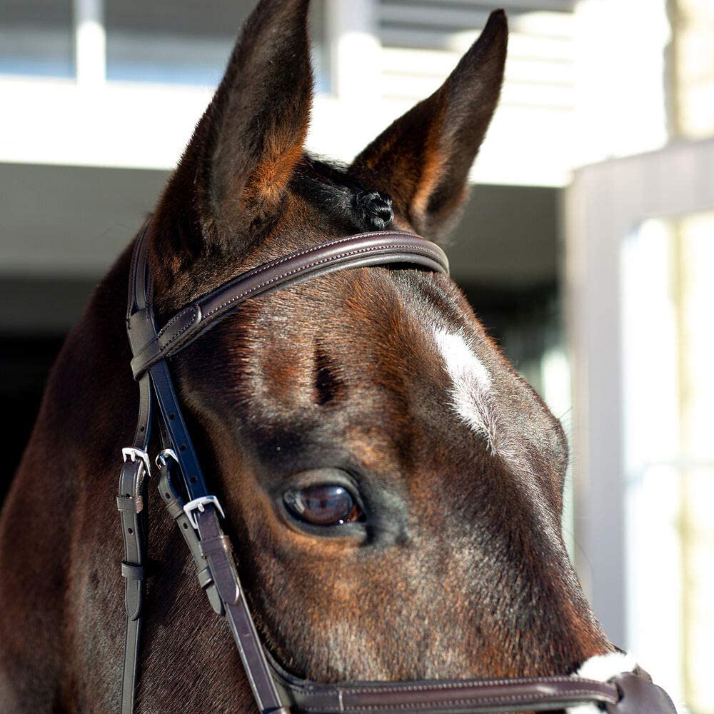 Prescott X Noseband Bridle - Wanneroo Stockfeeders