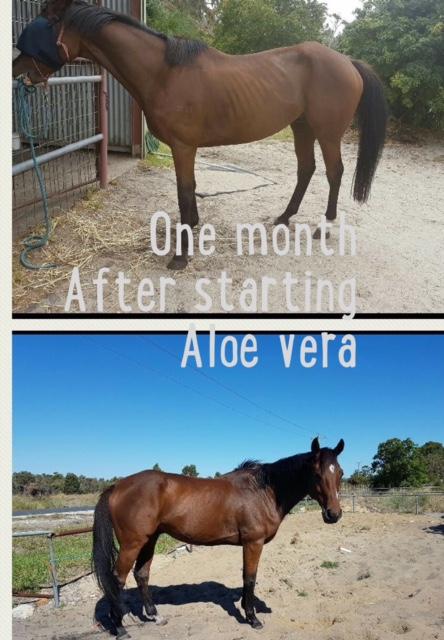 Aloe Vera Gel - Wanneroo Stockfeeders