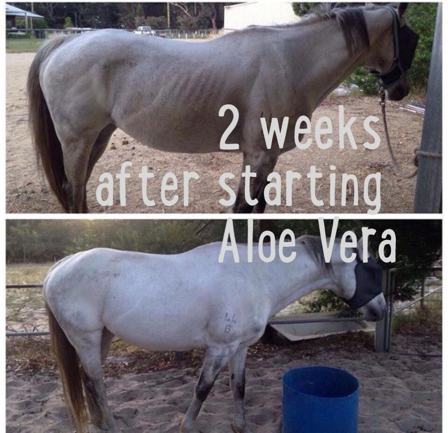 Aloe Vera Gel - Wanneroo Stockfeeders