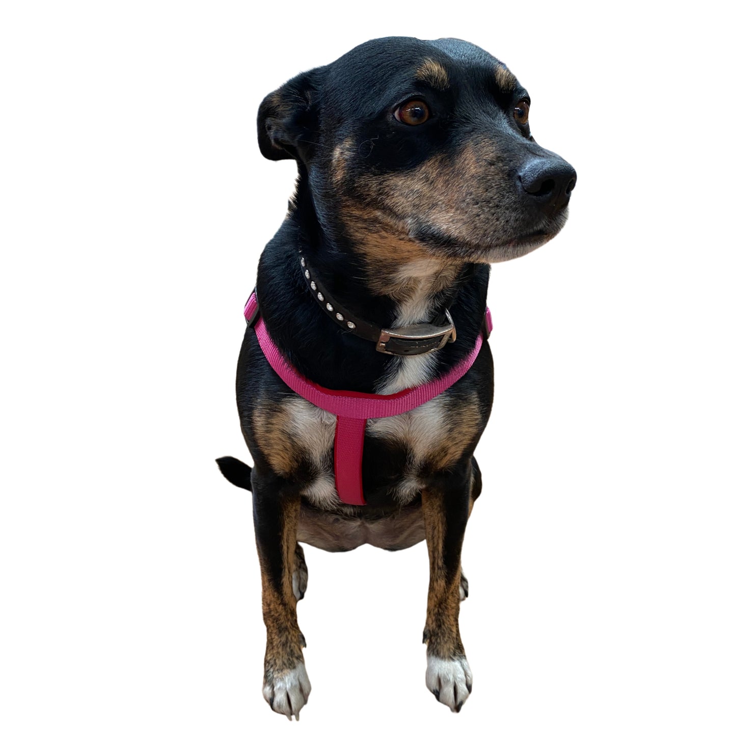 Pink Dog Harness - Wanneroo Stockfeeders