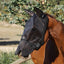 Fly Veil Mask With Ears Nose and Fur - Wanneroo Stock Feeders