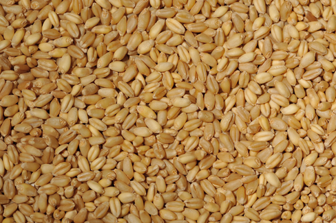 Whole Wheat - Wanneroo Stockfeeders