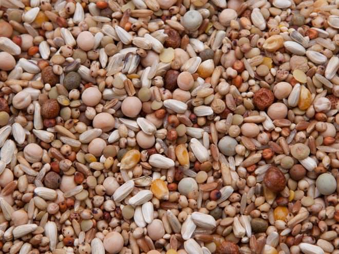 Pigeon Breeder Mix - Wanneroo Stockfeeders